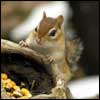 chipmunk