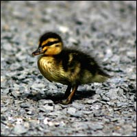 Duckling