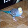 parakeet