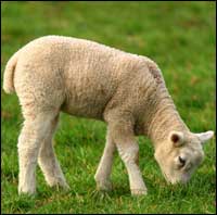 Lamb